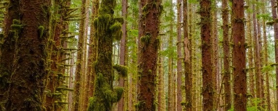 Northwest National Parks banner photo